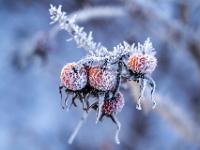 Hagebutten Gruppe von Raureif bedeckt